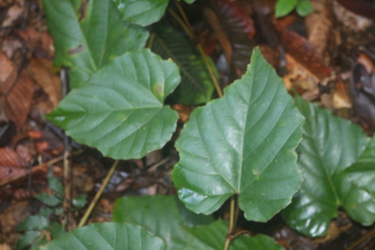 Ampelocissus indica (L.) Planch.